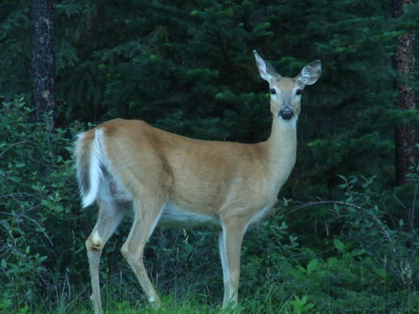 2609100-Doe-a-deer-a-female-deer-2